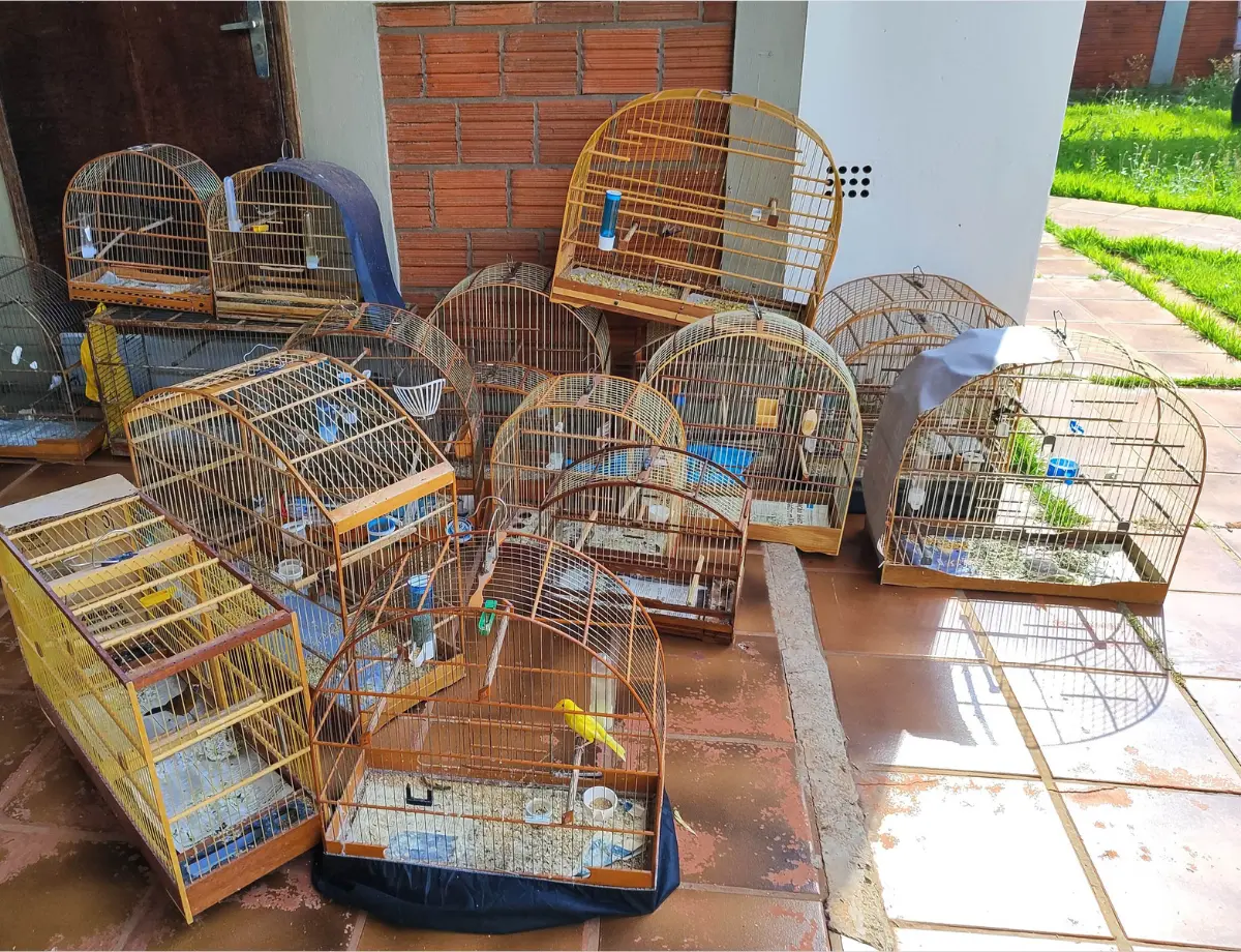 IAT resgata 33 aves silvestres em cativeiro irregular em Paranavaí