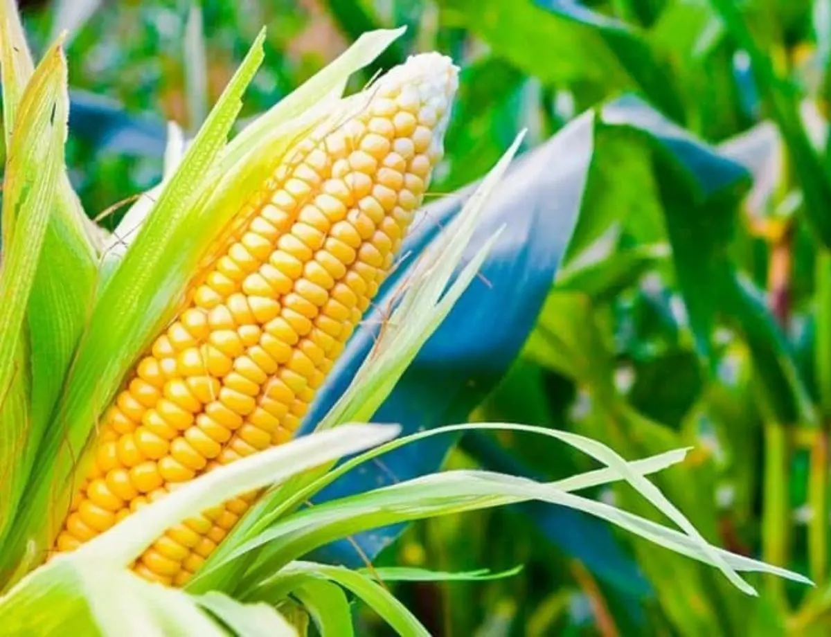 2025 começa com expectativa de crescimento nas safras de verão