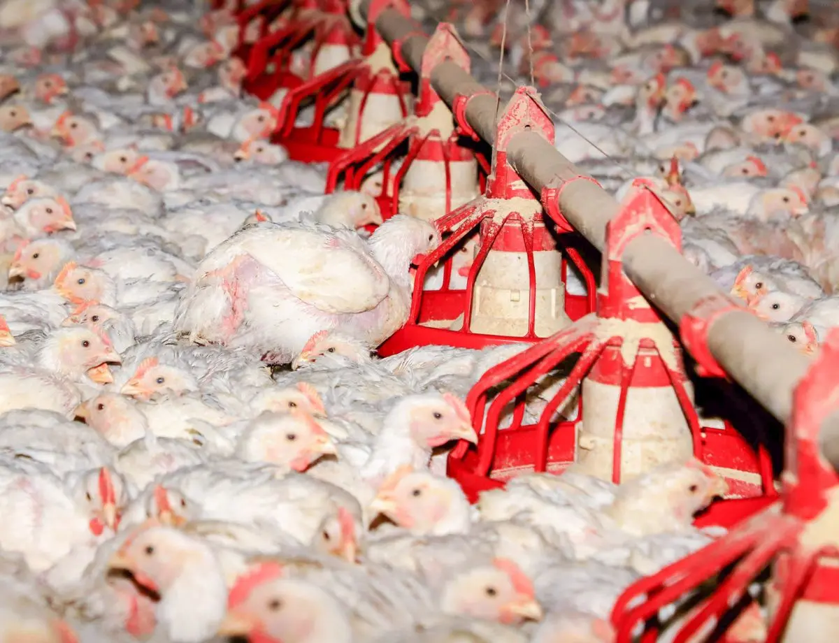 Decreto prorroga emergência zoossanitária para gripe aviária