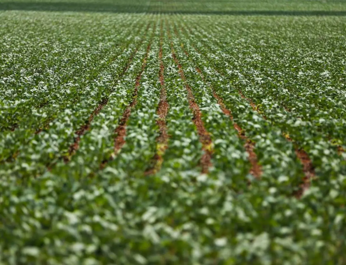 Milho: Paraná inicia plantio da 2ª safra em área de 2,56 mi de hectares