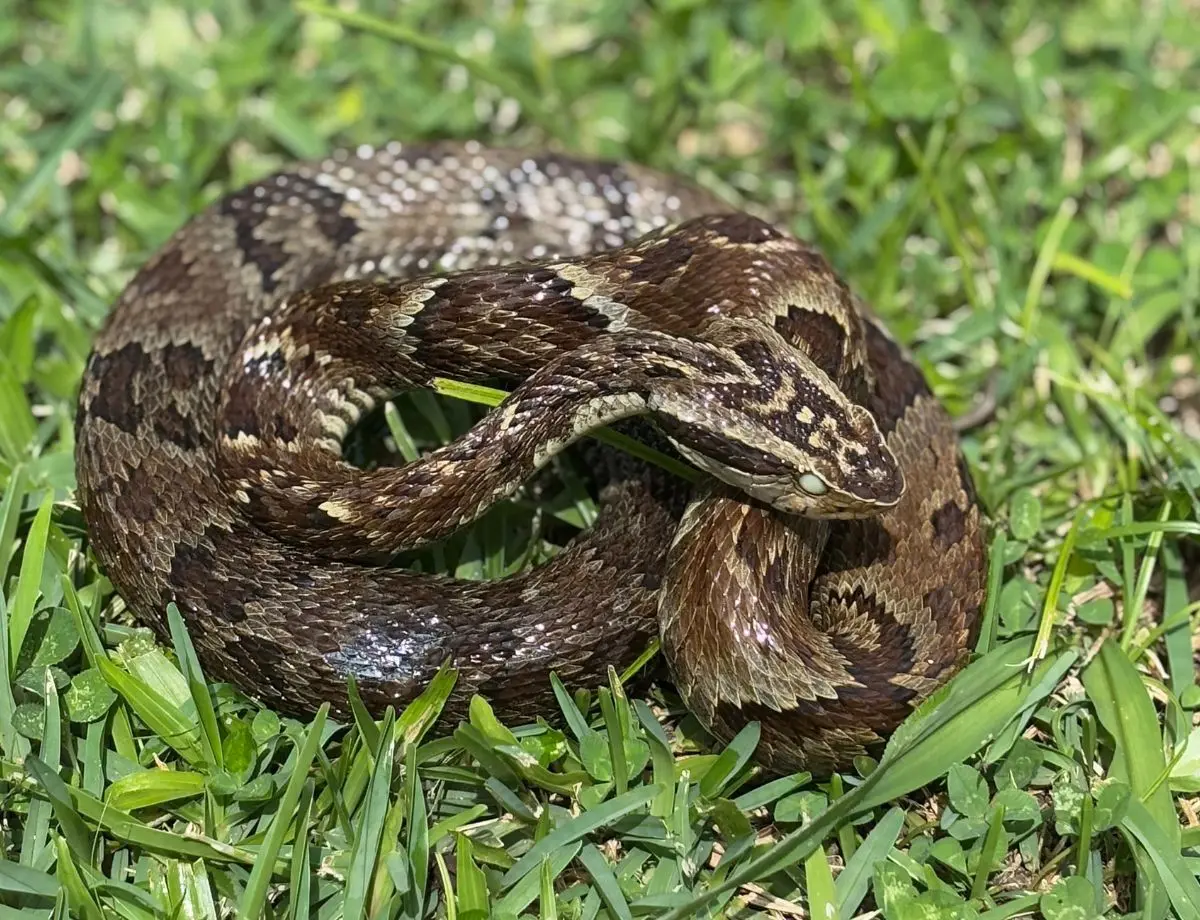 Saúde alerta para cuidados com animais peçonhentos durante o verão