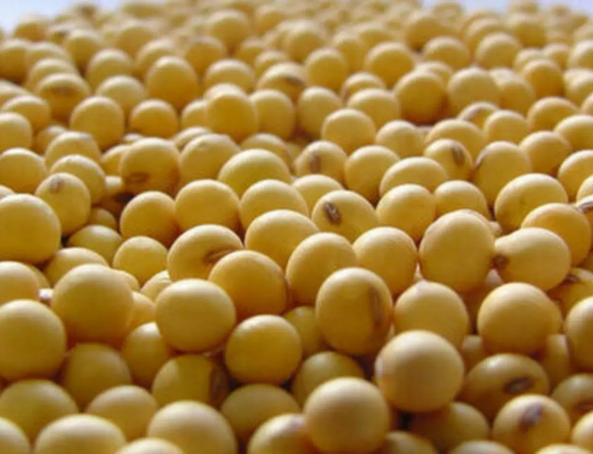 Soja registra elevação no preço e começa semana vendida a R$ 131,56, no interior do Paraná