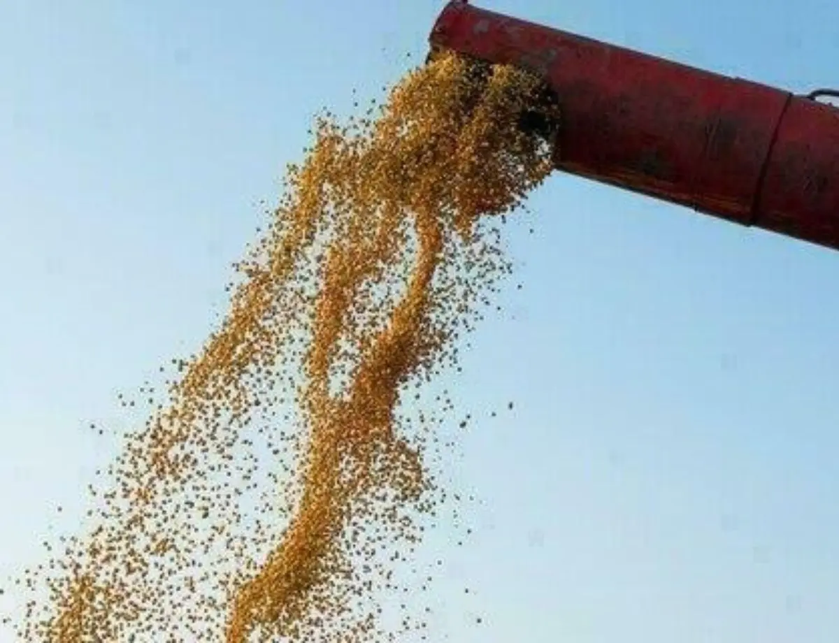 Preço da saca de soja começa a semana em queda, no Paraná