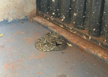 Cobra cascavel é capturada no portão de uma casa em Terra Rica