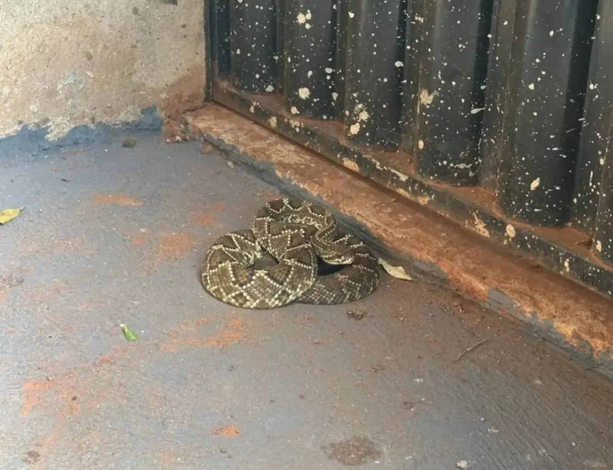 Cobra cascavel é capturada no portão de uma casa em Terra Rica