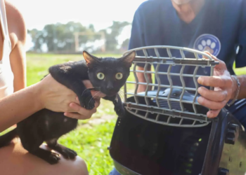 35 municípios, incluindo 4 no Noroeste, vão receber ações do CastraPet Paraná em fevereiro