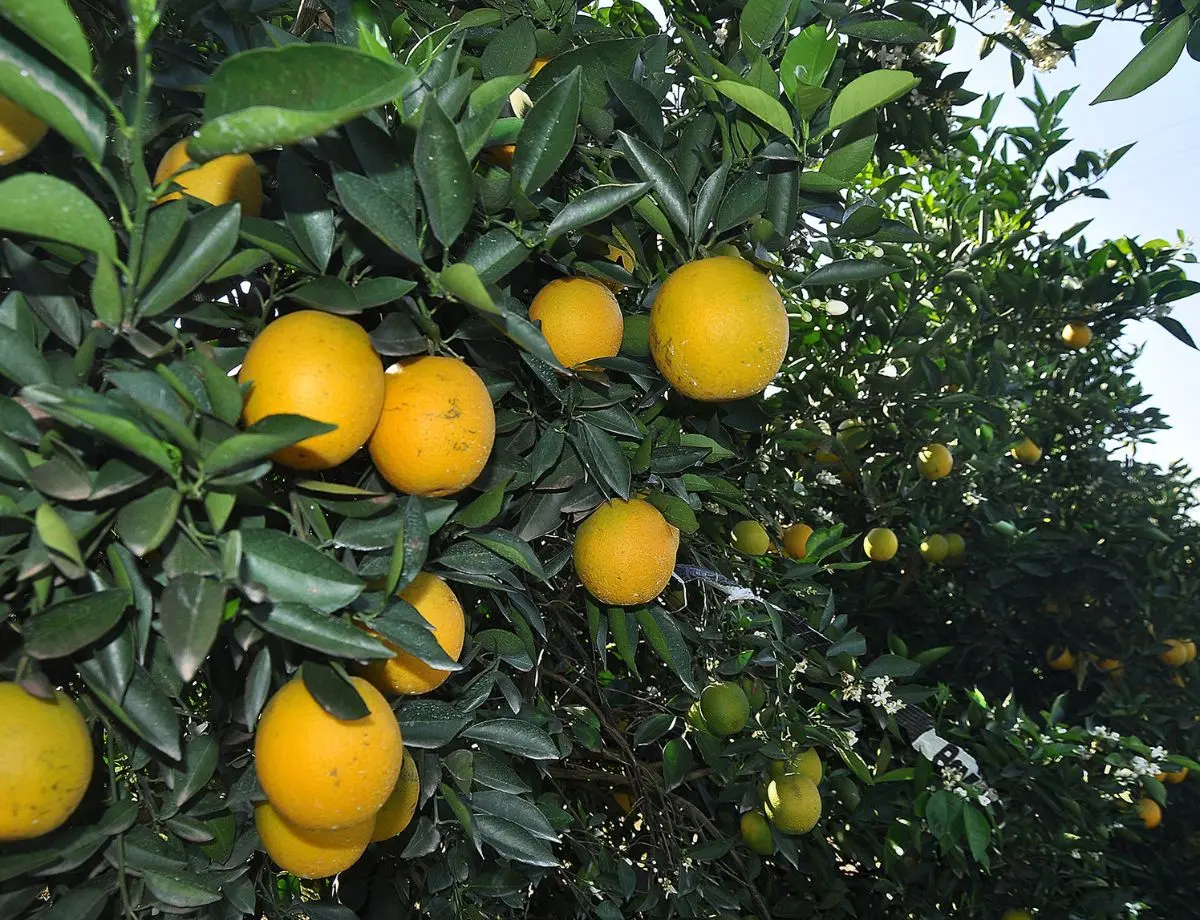 Citricultores reativam associação que financia projetos de pesquisa no Paraná