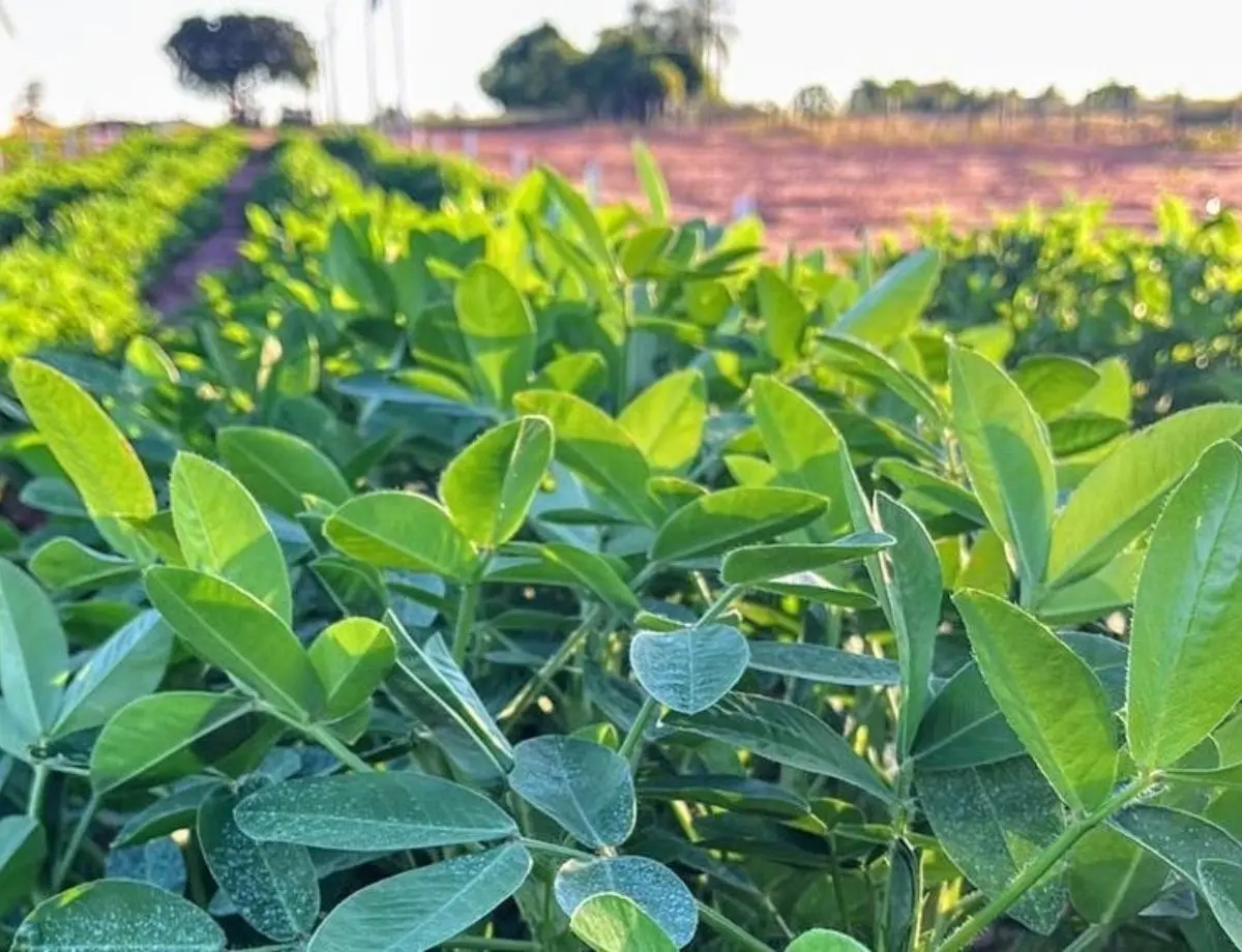 Expansão do amendoim impulsiona demanda no segmento de nutrifisiologia
