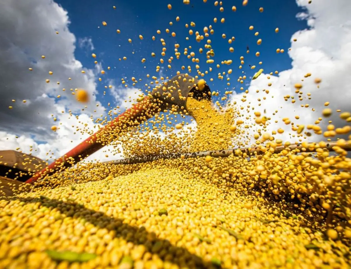 Veja a situação da colheita da safra 2024/25 do arroz, milho e da soja