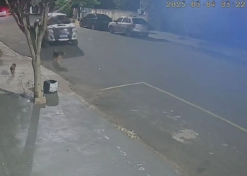 Carro atropela cachorro intencionalmente em Porto Rico