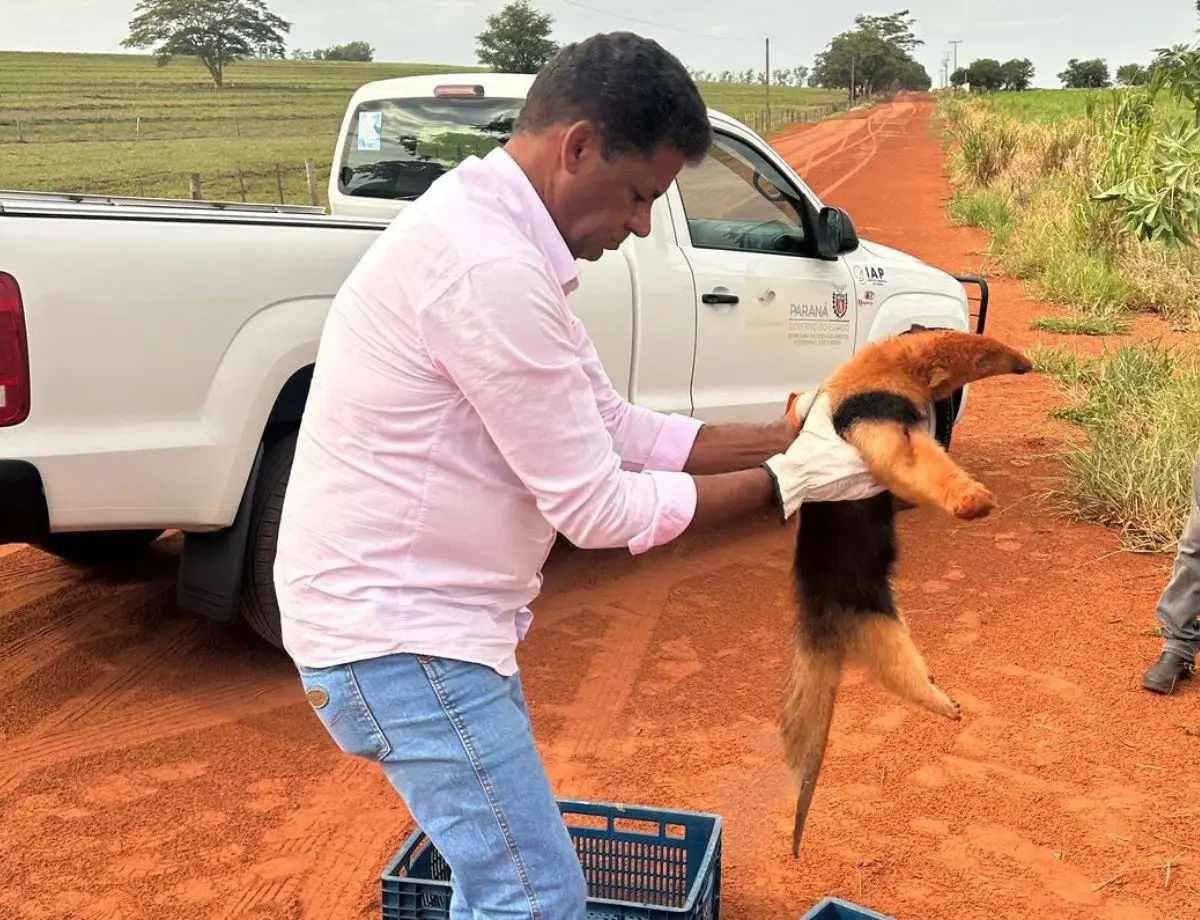 IAT resgata tamanduá-mirim com vários ferimentos na região noroeste