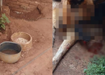 Homem é preso por maus-tratos a animais em Paraíso do Norte