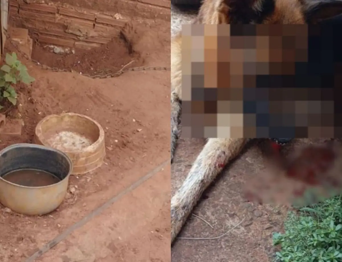 Homem é preso por maus-tratos a animais em Paraíso do Norte