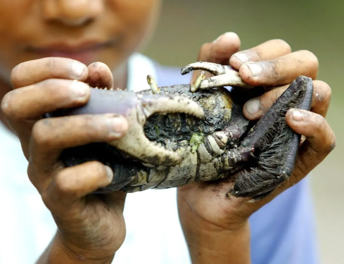 Captura do caranguejo-uçá volta a ser proibida no Paraná a partir deste sábado