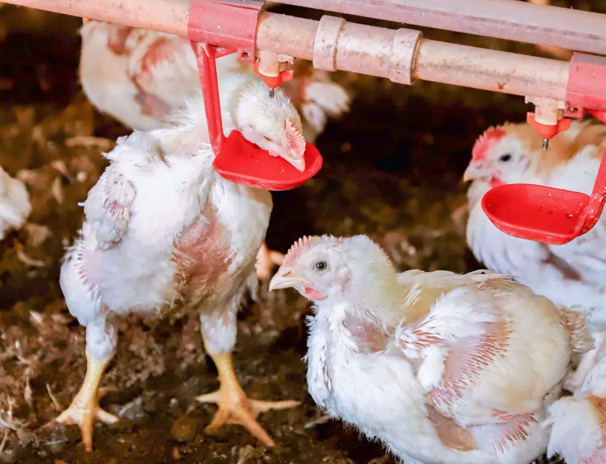Custos de produção de frangos de corte e de suínos aumentam em fevereiro
