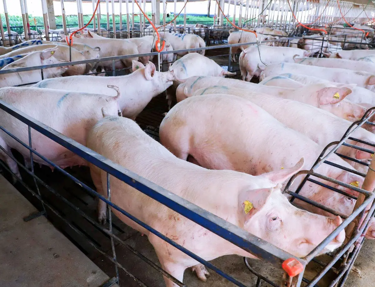 Preços do suíno vivo e da carne registram recuperação em fevereiro