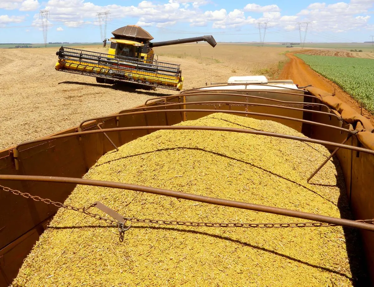 Soja em queda no Paraná