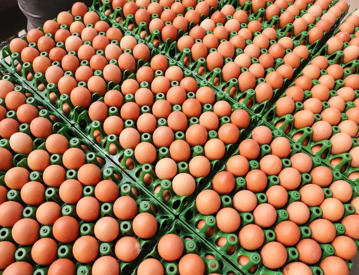 País tem recorde na produção de ovos, abate de bovinos, frango e porco