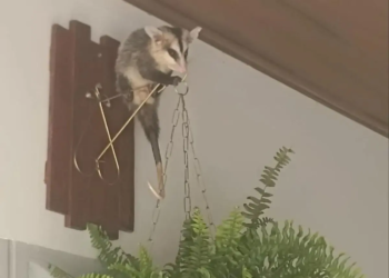 Defesa Civil captura gambá em residência de Terra Rica; veja vídeo