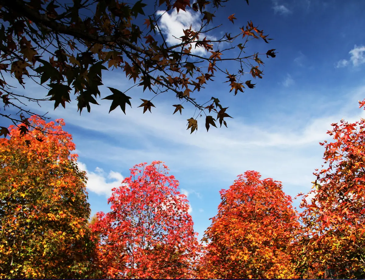 Outono terá temperaturas mais amenas do que 2024 e chuva abaixo da média no Paraná