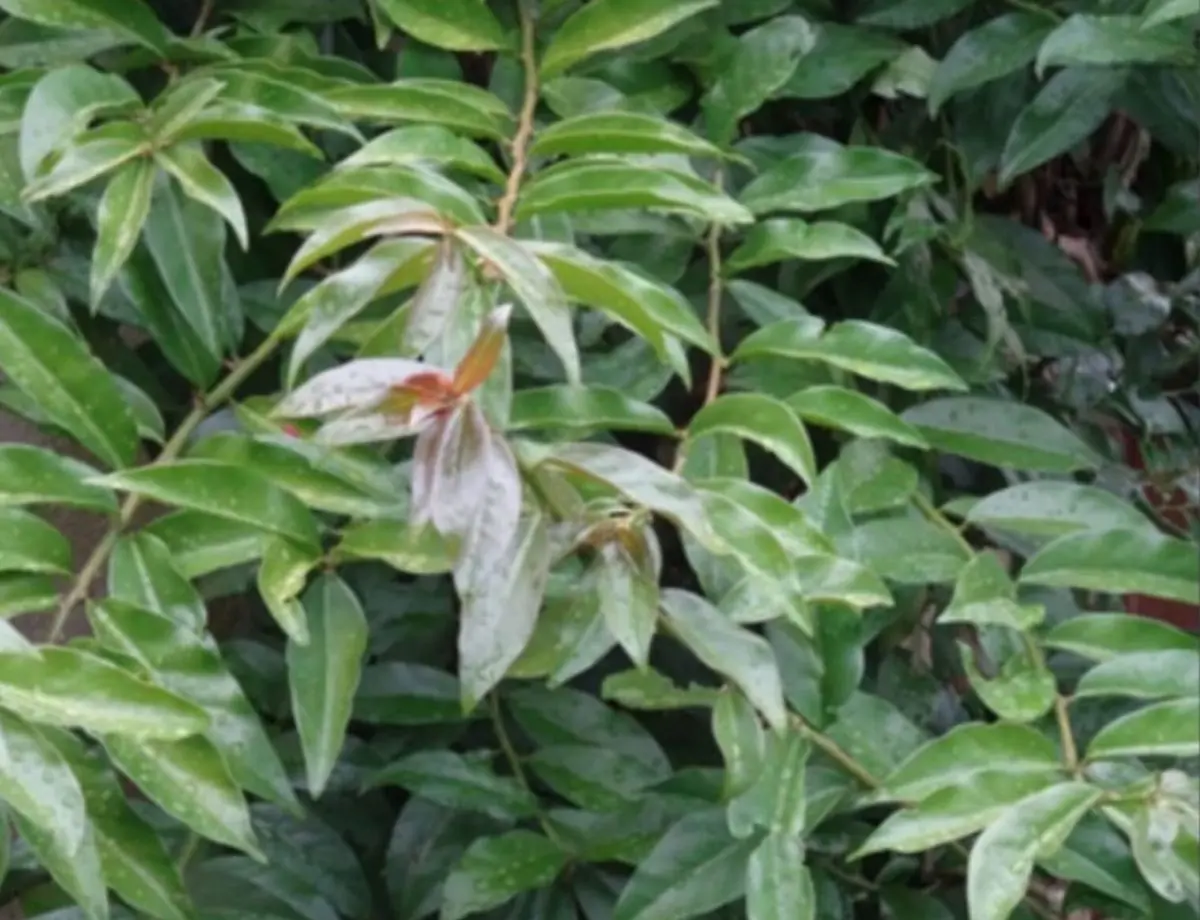 Anvisa proíbe suplementos alimentares com ora-pro-nóbis