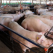 Paraná tem 2º melhor aumento histórico em exportação de carne suína em março