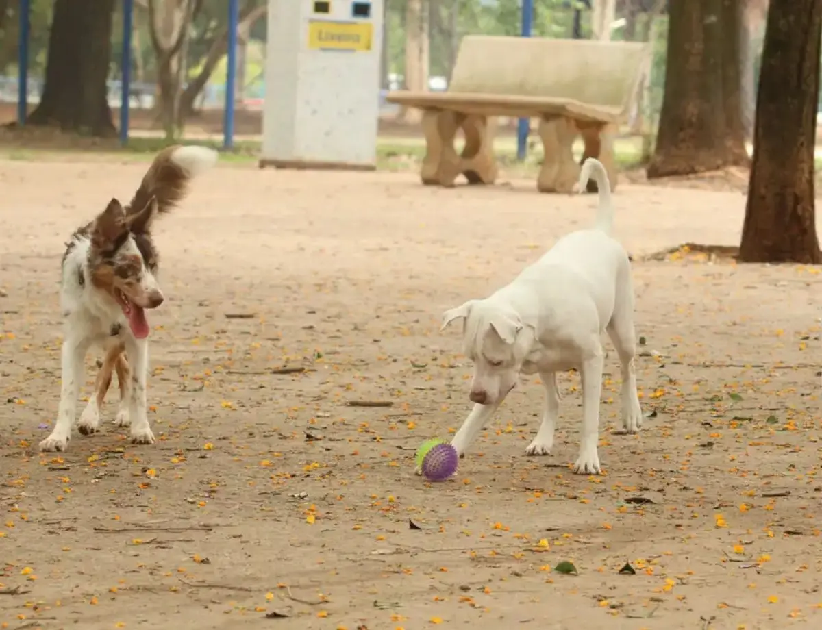 Conheça o SinPatinhas, novo RG Animal para cães e gatos
