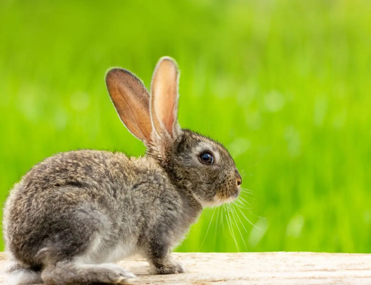 Coelho não deve ser usado como presente de Páscoa
