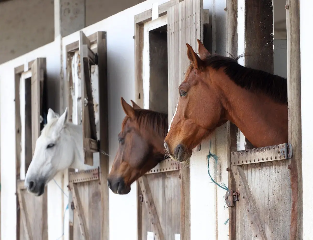 Passaporte Equestre facilita emissão de guia de trânsito para equídeos