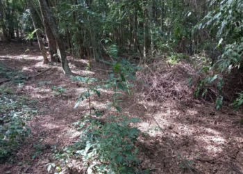 Homem é multado em R$ 40 mil por gado pisotear área de preservação ambiental