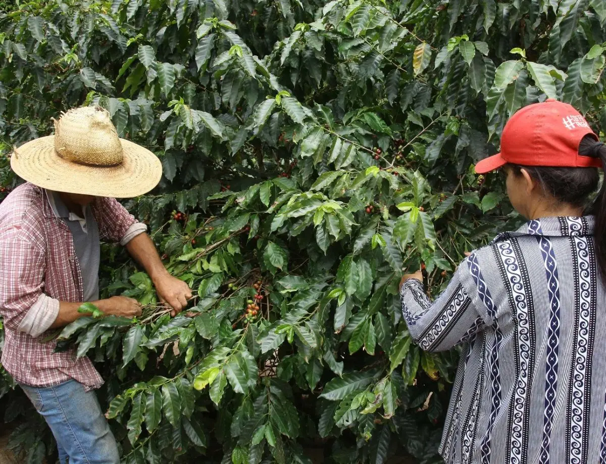 Deral traça panorama da safra de grãos no Paraná