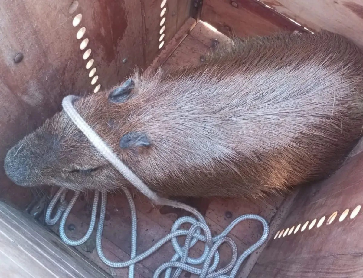 Capivara ferida é resgatada após três dias de buscas no Parque Ouro Branco, em Paranavaí