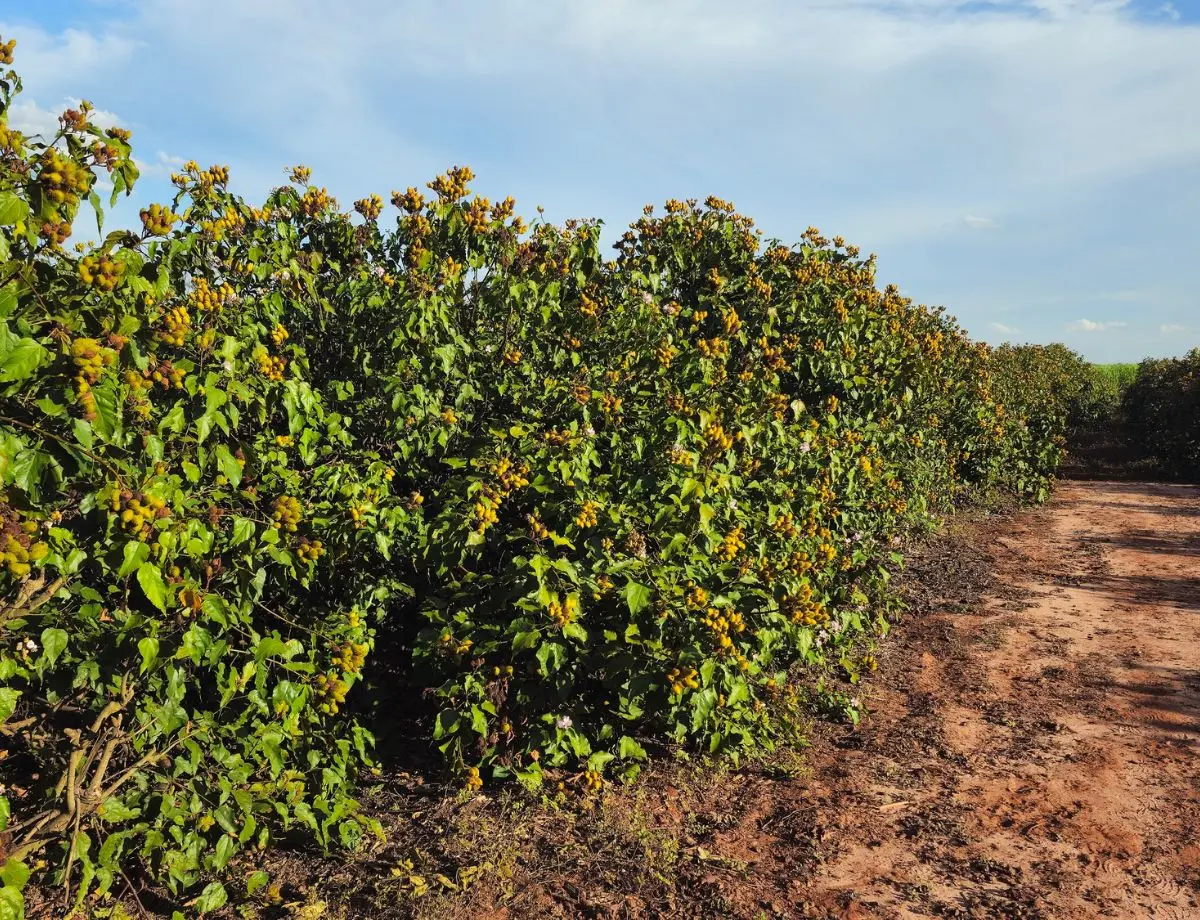 Urucum de Paranacity conquista a primeiraIndicação Geográfica do Brasil para o fruto
