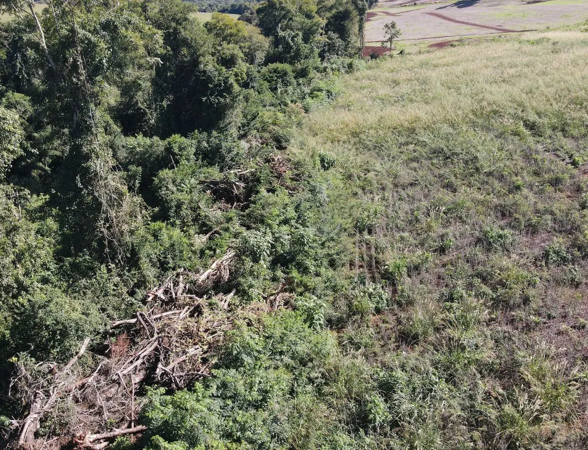 IAT aplica R$ 2,2 milhões em multas em operação de combate ao desmatamento