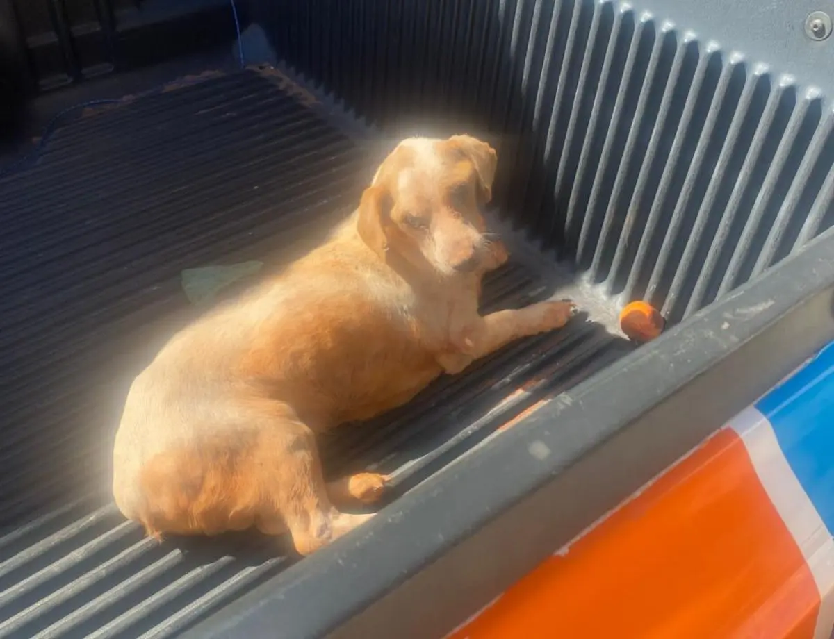 Cachorro é resgatado após ficar preso em rede de esgoto