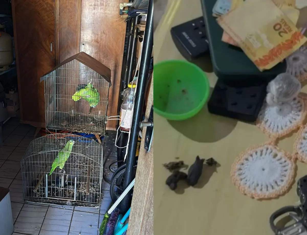 Homem é preso por tráfico de drogas e maus-tratos contra papagaios em Paranavaí