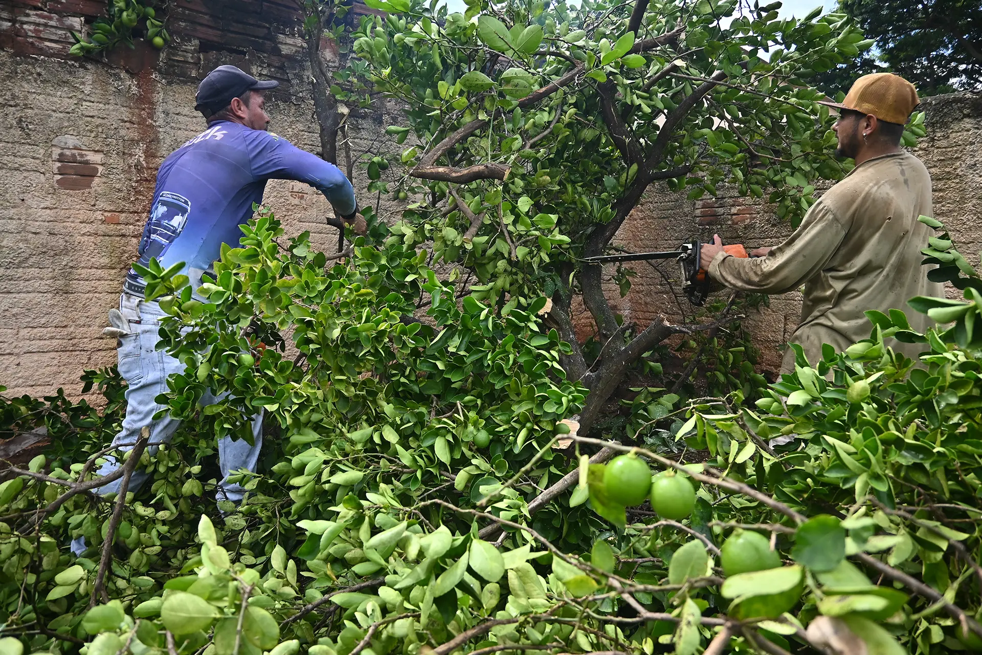 Experiência no combate ao greening atrai representantes de outros estados à região