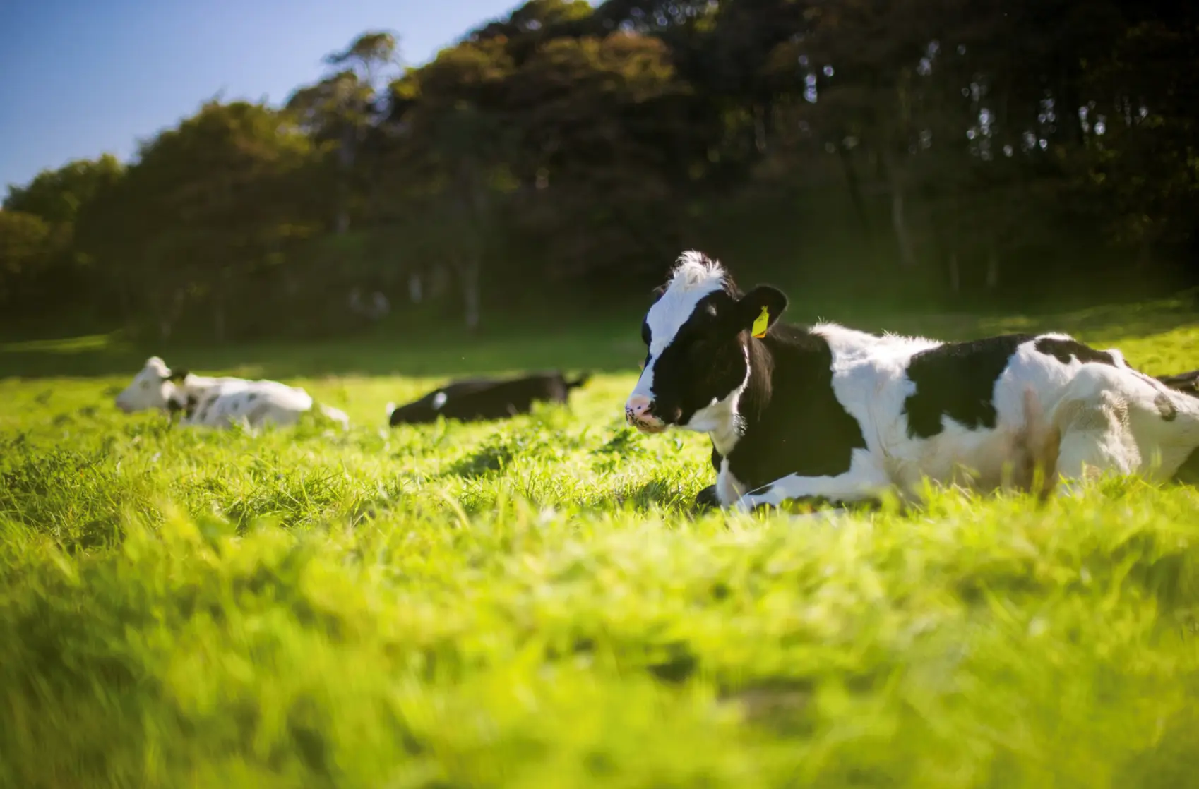 Brasil conquista status internacional de país livre de febre aftosa sem vacinação