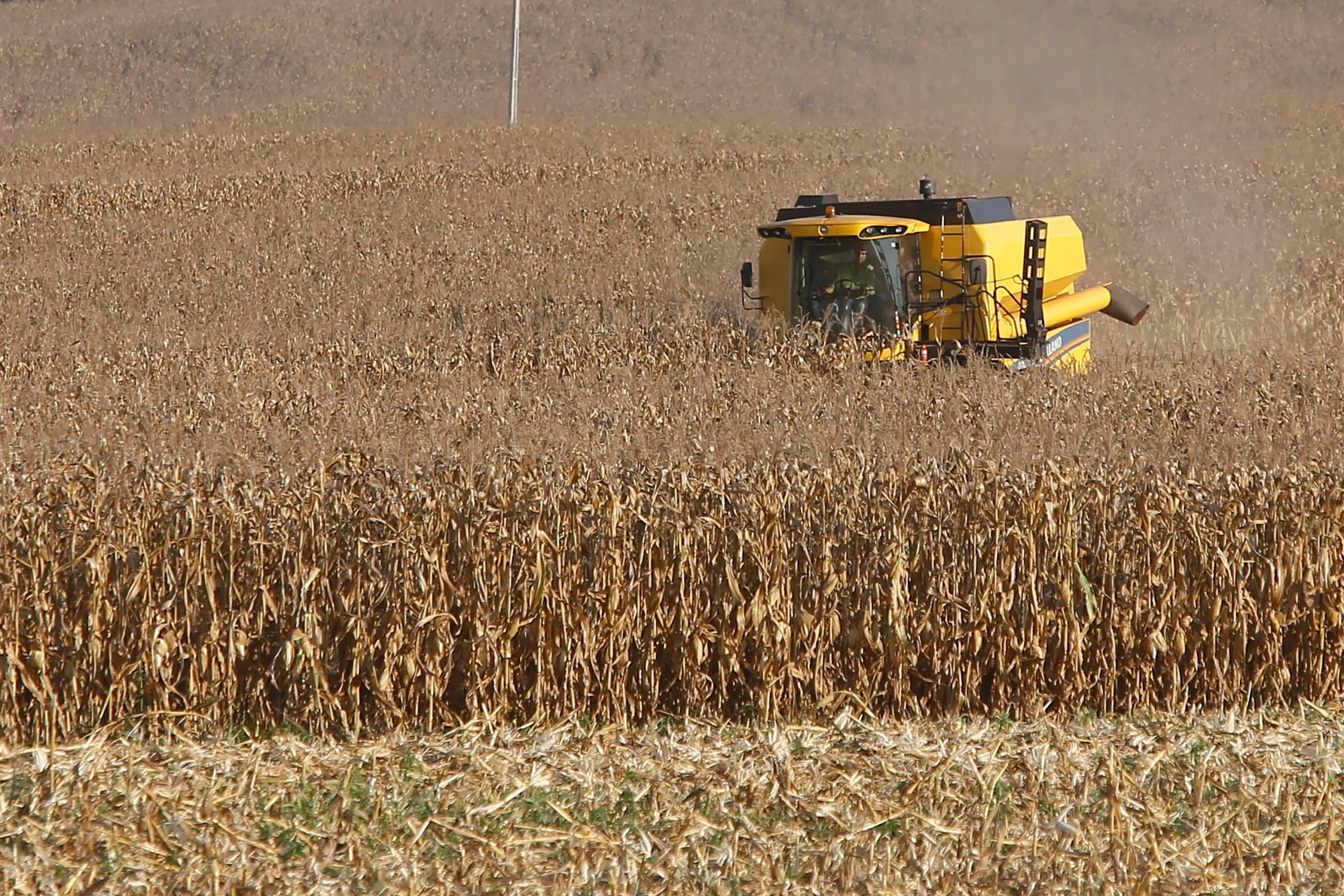 Paraná projeta maior safra de milho da história
