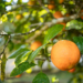 Citricultura ganha duas variedades de laranja precoces e produtivas