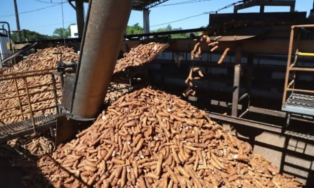 Moagem de raiz volta a crescer em fecularias brasileiras