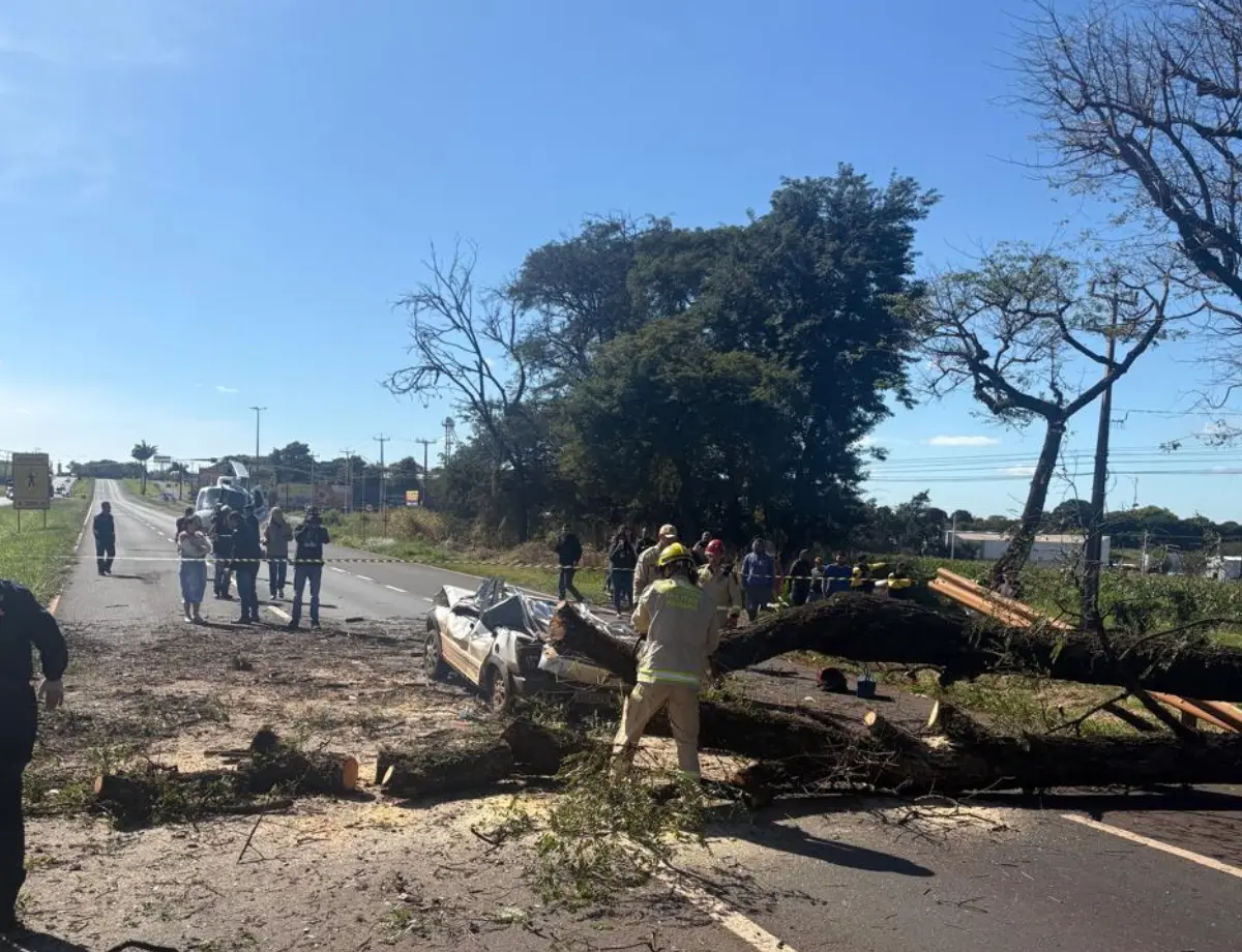Árvore cai sobre carro e mata motorista na PR-317, em Maringá