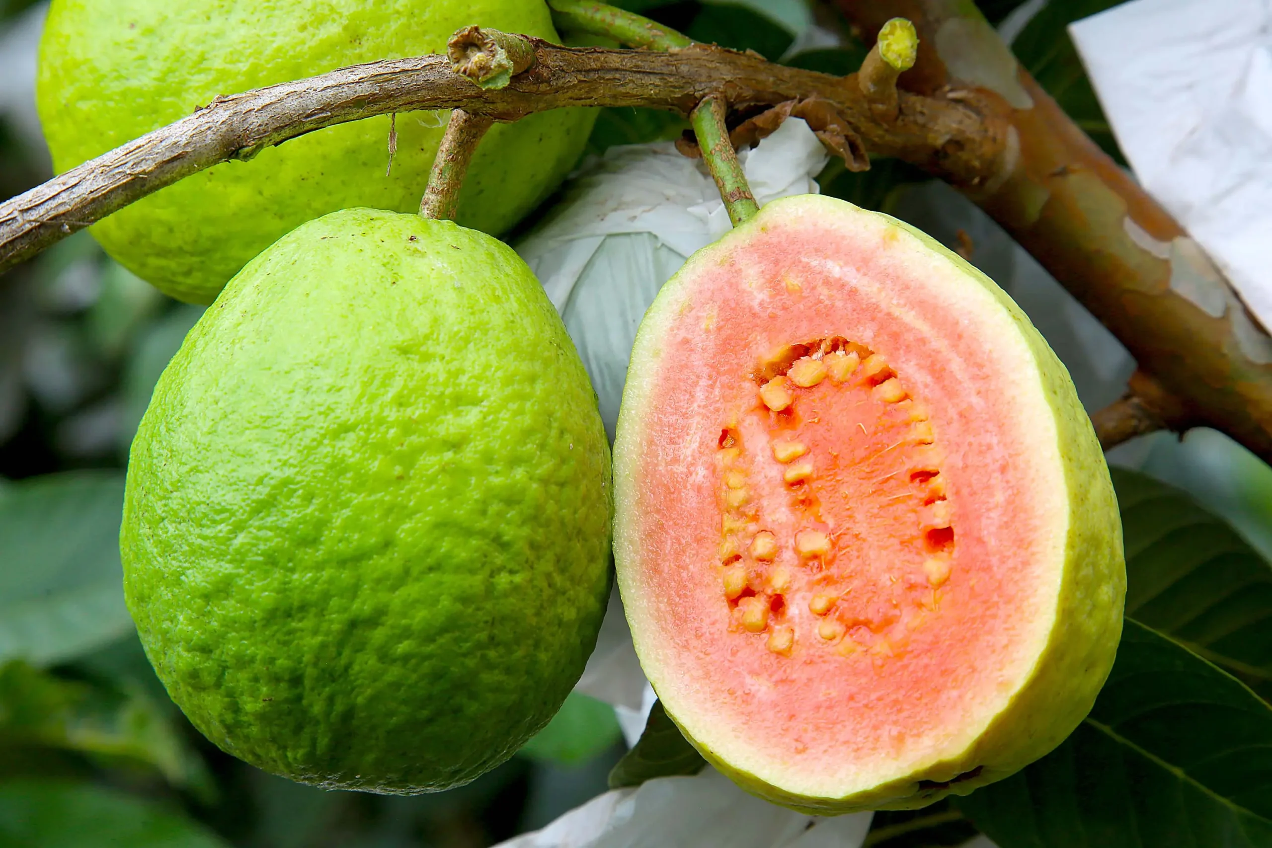 Fruticultura paranaense em foco: Simpósio Estadual será de 16 a 18 de junho