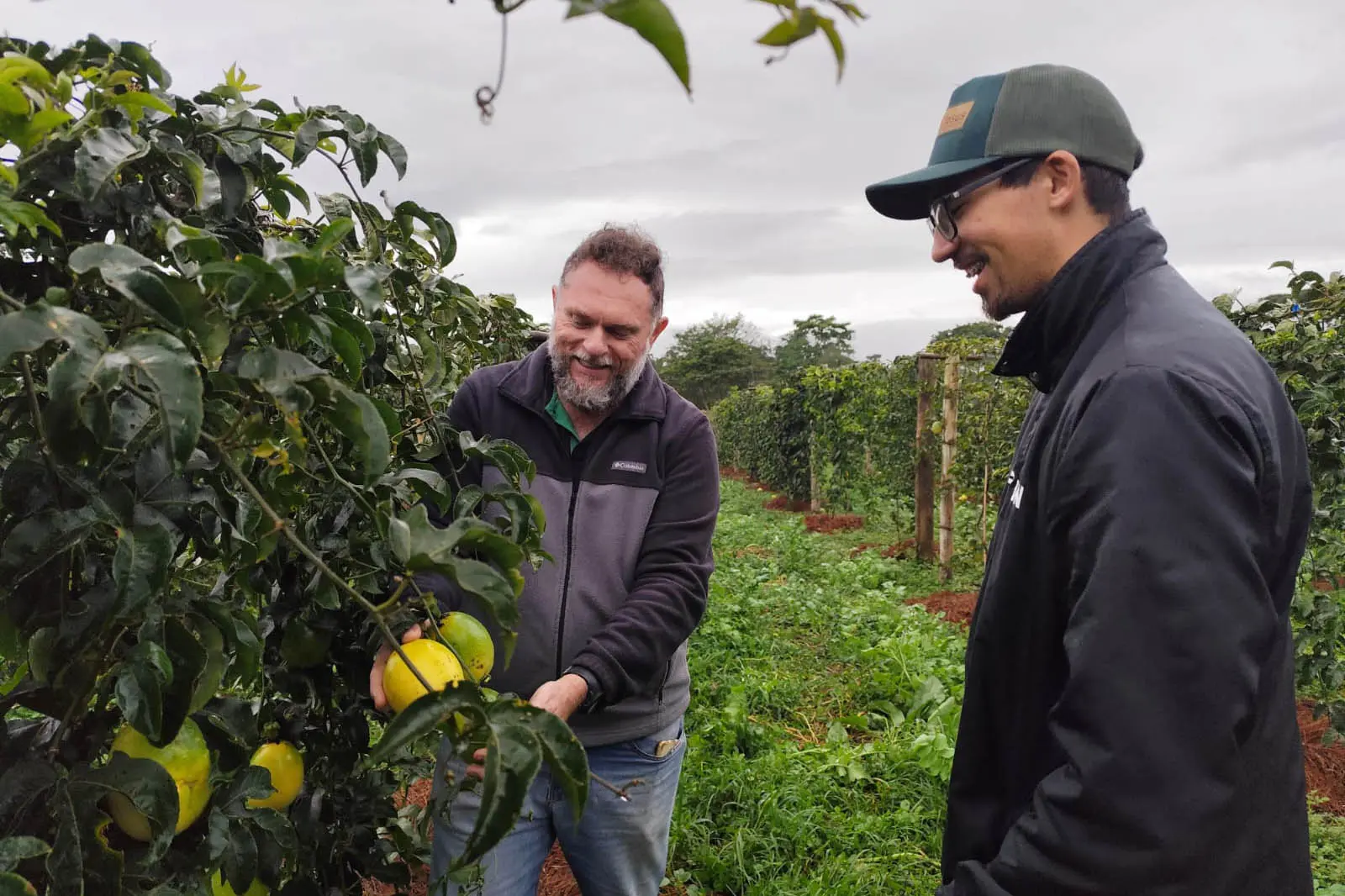 IDR e UFPR testam alternativa para cultivo do maracujazeiro em busca de produtividade