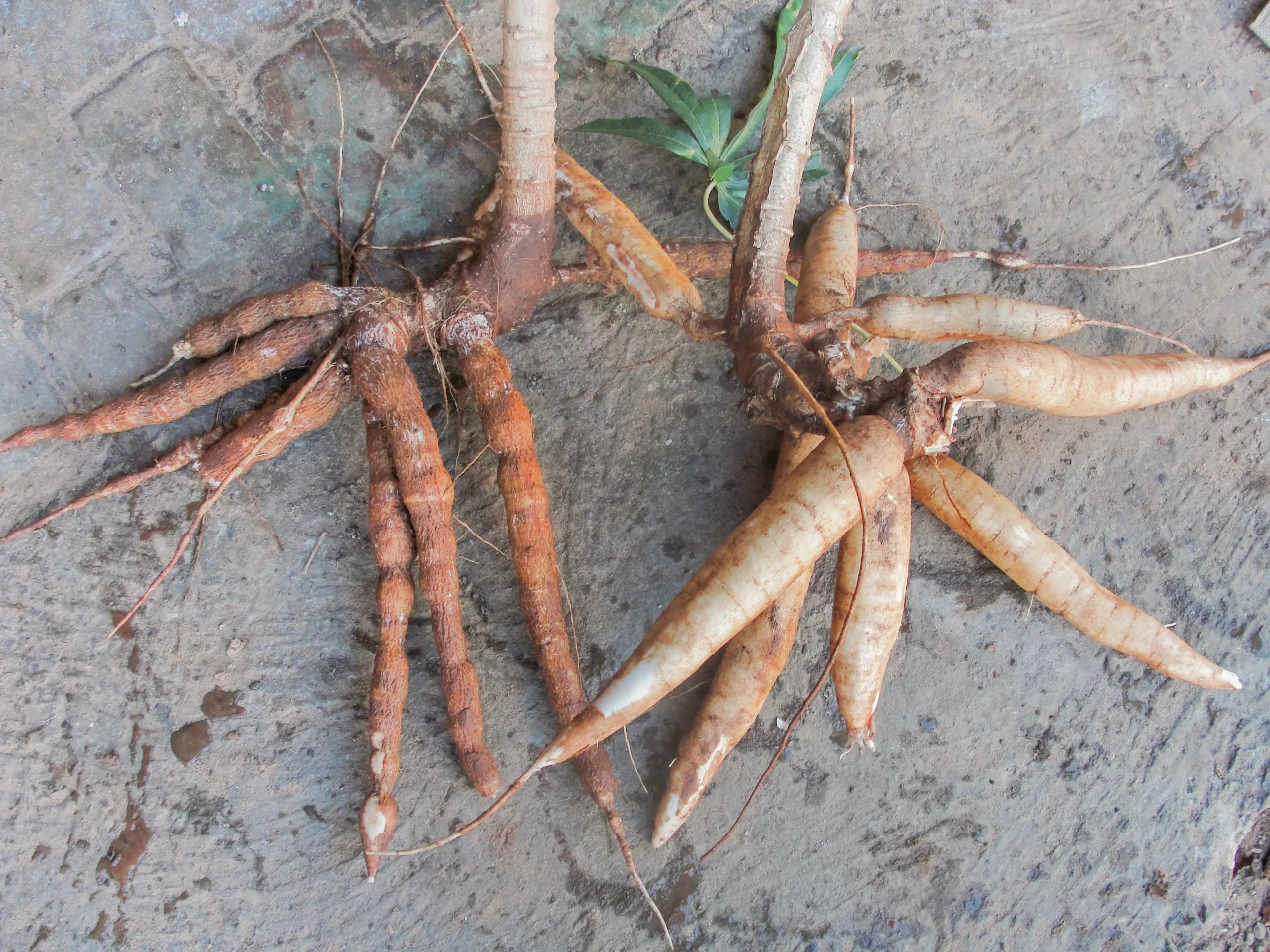 Couro de sapo pode comprometer a cadeia produtiva da mandioca, alertam IDR-PR e Embrapa