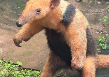 Tamanduá-mirim é resgatado ferido à margem da PR-492, em Tamboara
