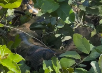 Sucuri de cerca de 4 metros é flagrada no Porto São José; VÍDEO