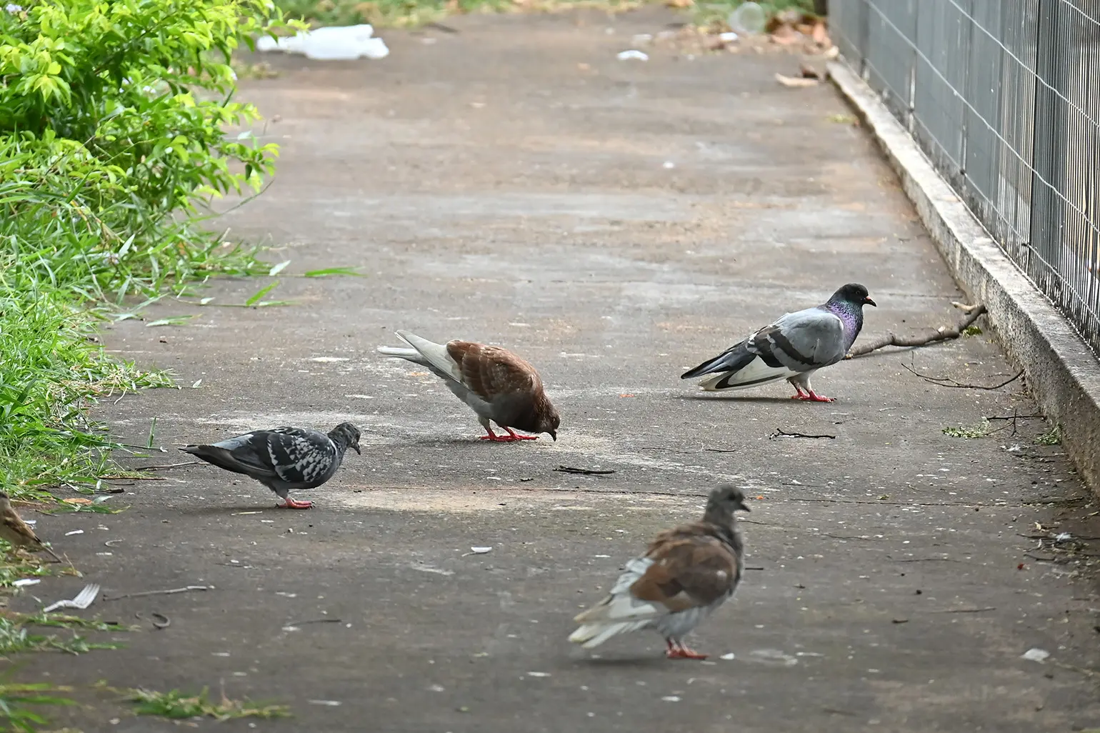Aprovado em primeiro turno, projeto de lei proíbe alimentar pombos em locais públicos de Paranavaí