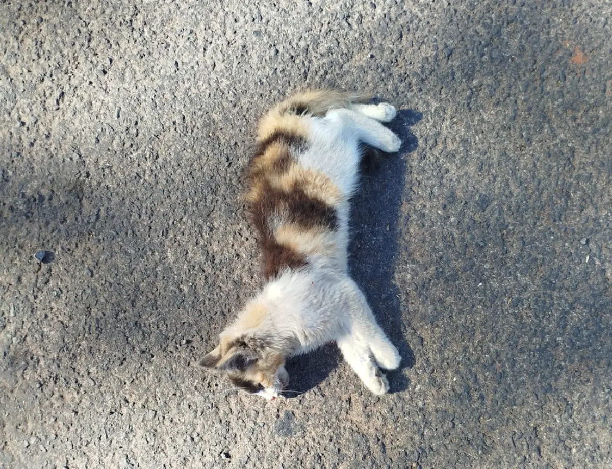 Gato morre após ser arremessado de carro em Paranavaí e caso é investigado como maus-tratos