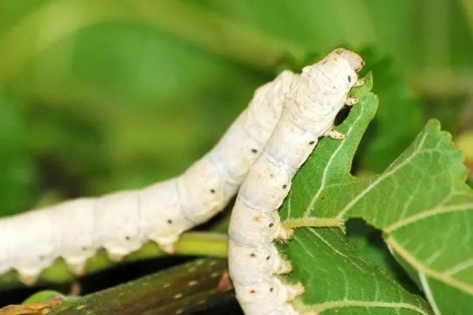 Cruzeiro do Sul sedia encontro estadual de sericicultores nesta quarta-feira